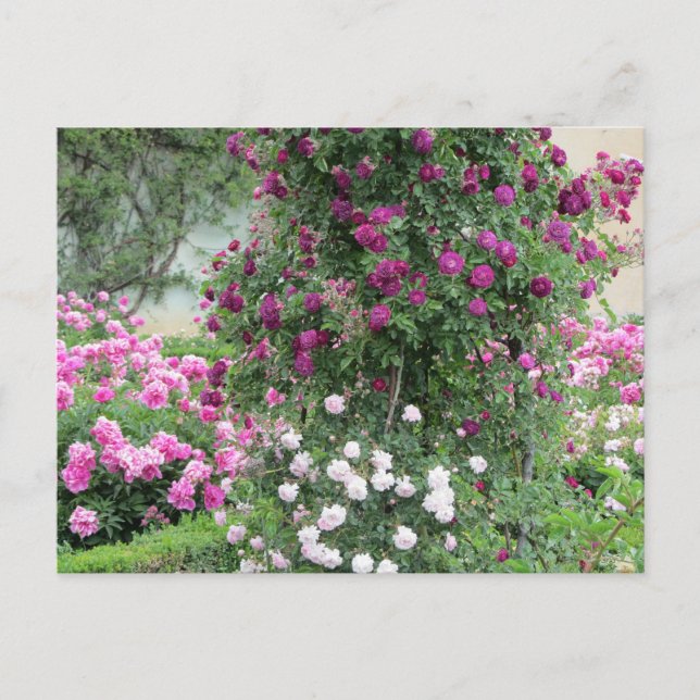 Rosengarten Postkarte (Vorderseite)