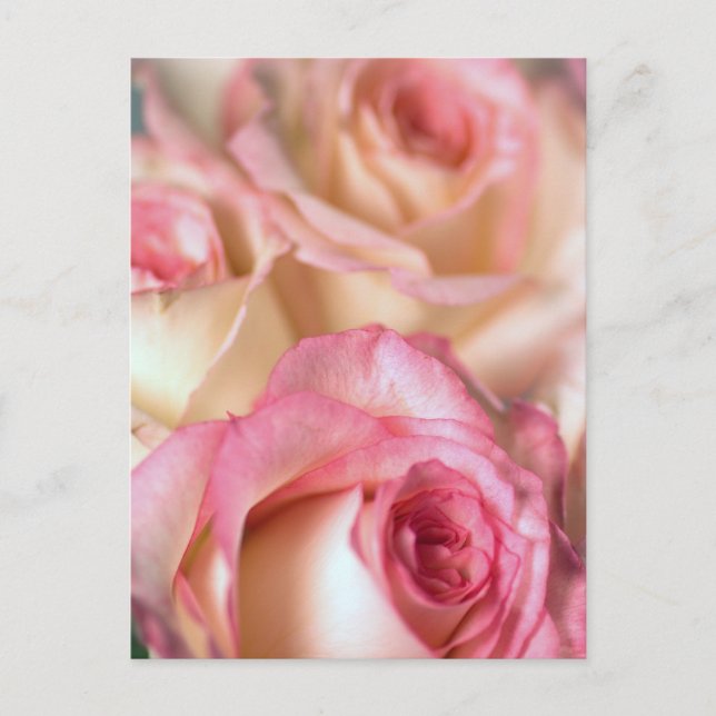 Rosengeschenk Postkarte (Vorderseite)