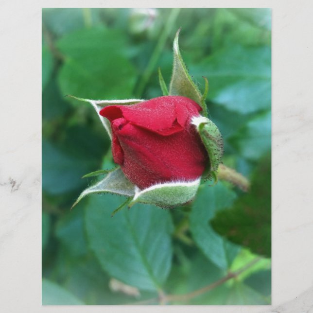 Rosenknospe (Vorderseite)