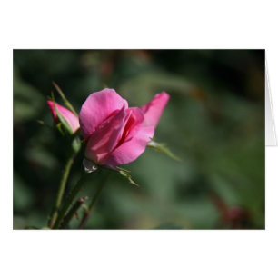 Rosenknospe