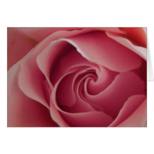 Rosenknospe