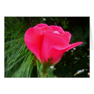 Rosenknospe auf Green