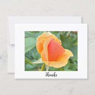 Rosenknospe Danke, Postkarte
