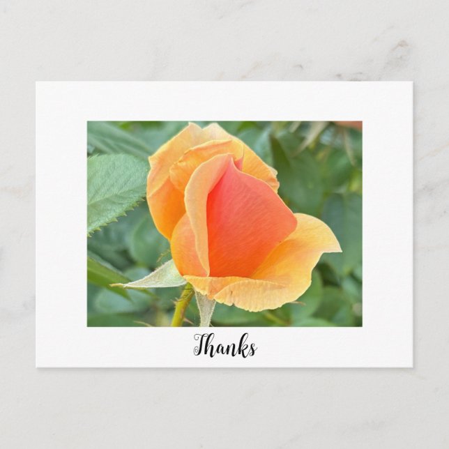 Rosenknospe Danke, Postkarte (Vorderseite)