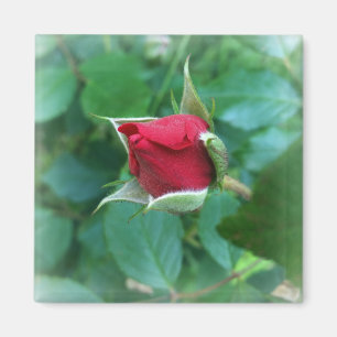 Rosenknospe Magnet