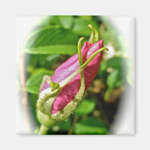 Rosenknospe Magnet