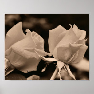 Rosenknospen-Blumenpaar in Sepia-Braun Poster