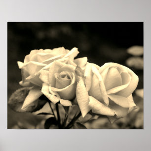 Rosenknospen-Trio in Sepia Poster