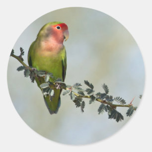 Rosenköpfchen auf einem Ast Runder Aufkleber