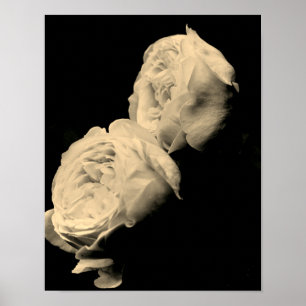 Rosenpaar in Sepia-Tönung Poster