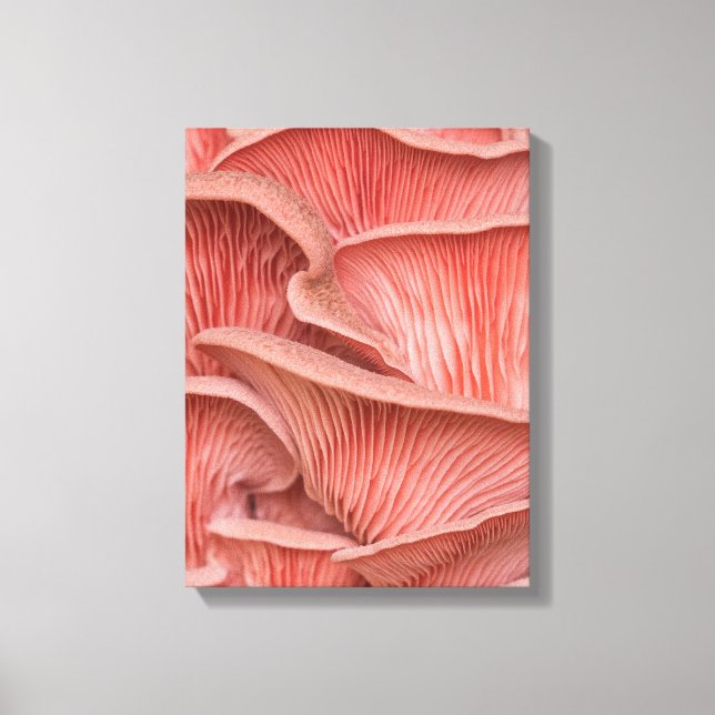 Rosenpleurose Leinwanddruck (Vorderseite)