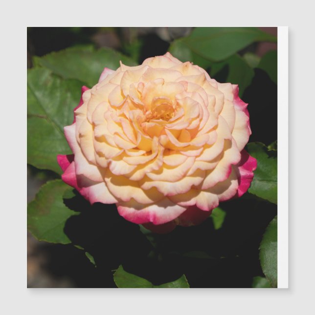 Rosenpracht Magnetkarte (Vorderseite)