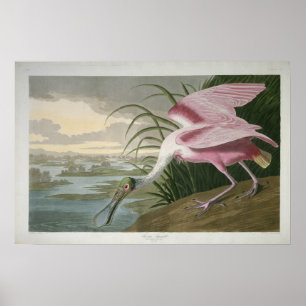 Rosenspoonbill, 1836 Print Poster