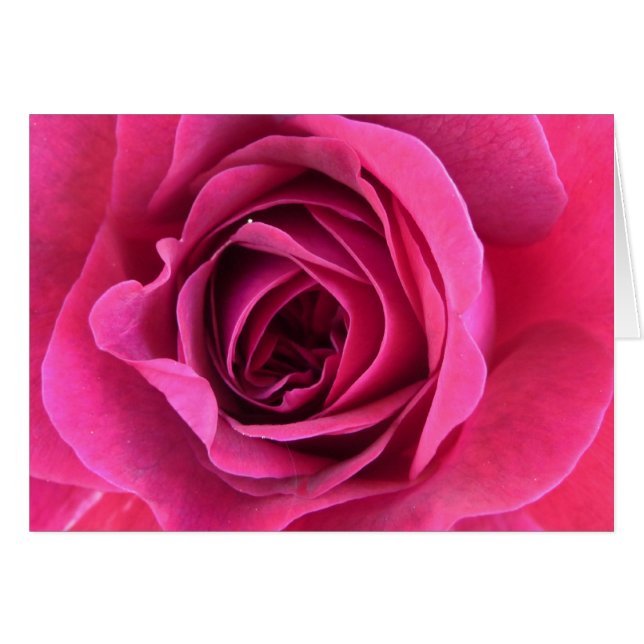 Rosentraum in rosa (Vorderseite (Horizontal))