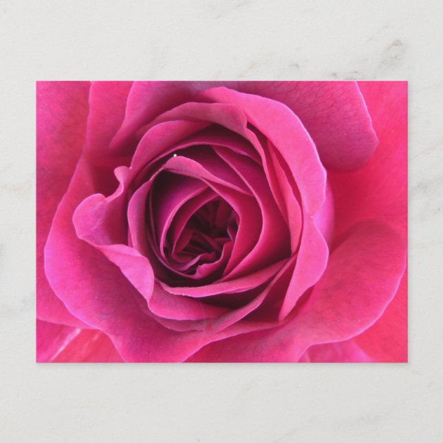 Rosentraum in Rosa Postkarte (Vorderseite)