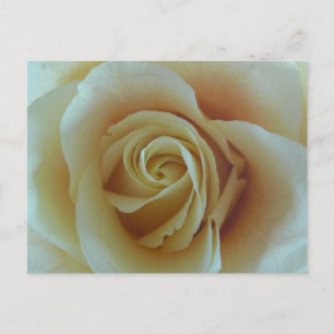 Rosentraum Postkarte