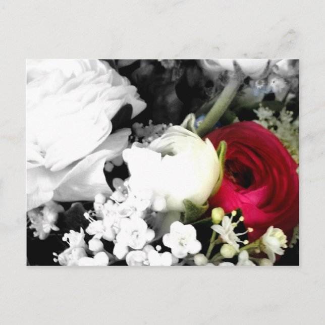 Rosenweissundrot Postkarte (Vorderseite)