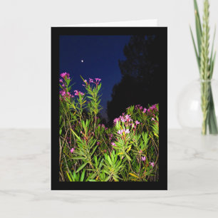 Roser Oleander bei Nacht Karte