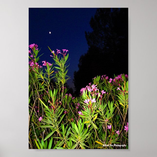 Roser Oleander bei Nacht Poster (Vorne)