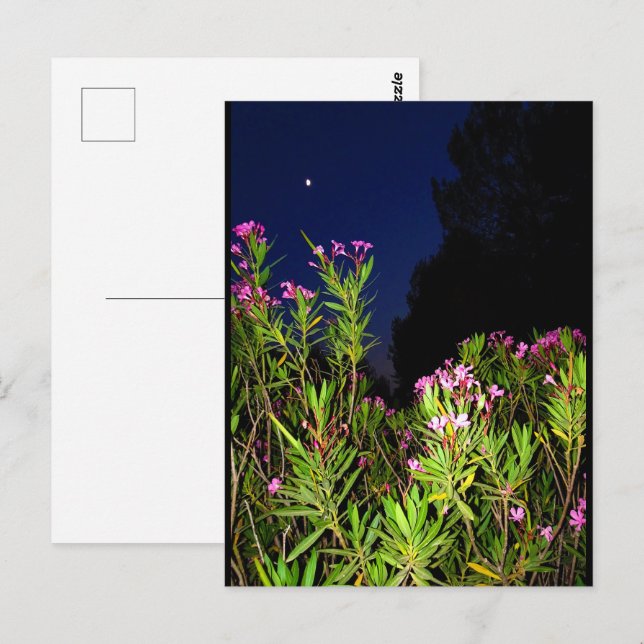 Roser Oleander bei Nacht Postkarte (Vorne/Hinten)