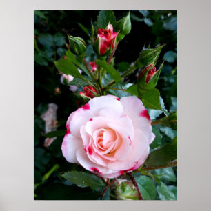 Roses Flowers , Pink Red White Roses Poster