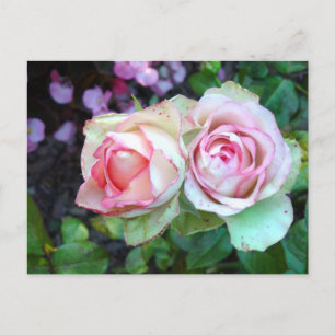 Roses Postkarte