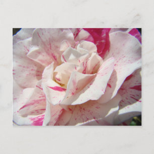 ROSES Rosa Weiße Rosenblumen 1 Karten Geschenke Ta
