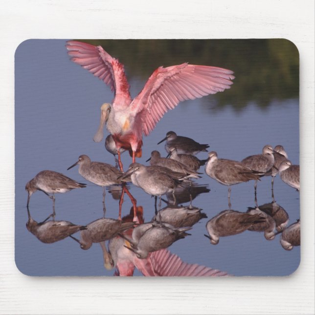 Rosette Spoonbill mit Willenskraft in flachem Wass Mousepad (Vorne)