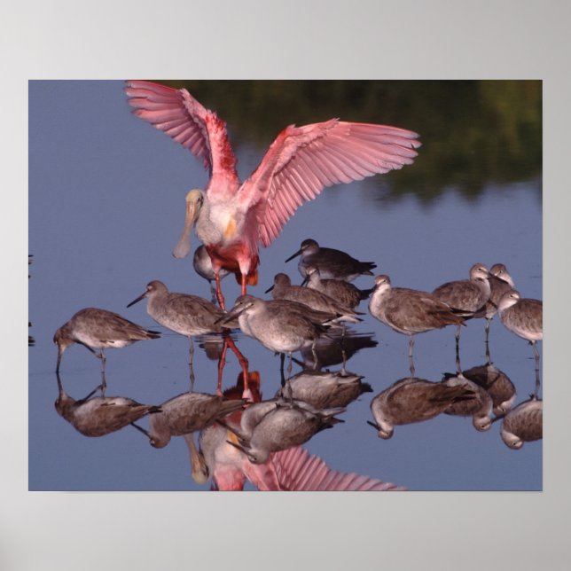 Rosette Spoonbill mit Willenskraft in flachem Wass Poster (Vorne)