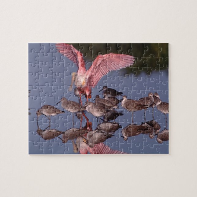Rosette Spoonbill mit Willenskraft in flachem Wass Puzzle (Horizontal)