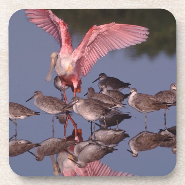 Rosette Spoonbill mit Willenskraft in flachem Wass Untersetzer (Vorderseite)