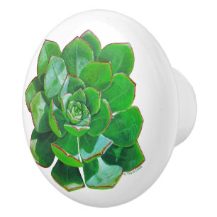 Rosette Sukkulente Keramik Knob Keramikknauf
