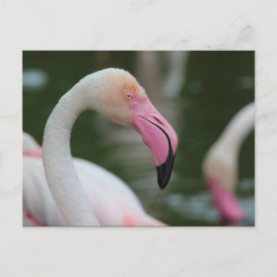 Roseus spp. postkarte