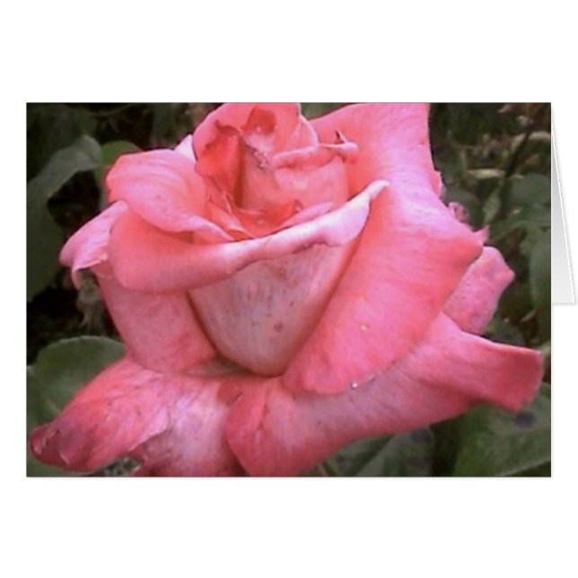 Rosey Pink (Vorderseite (Horizontal))
