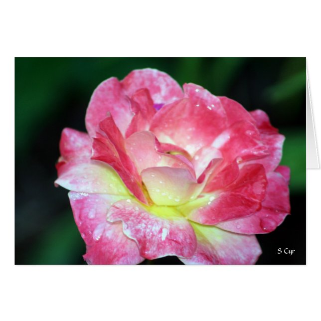 Rosey, S Cyr (Vorderseite (Horizontal))