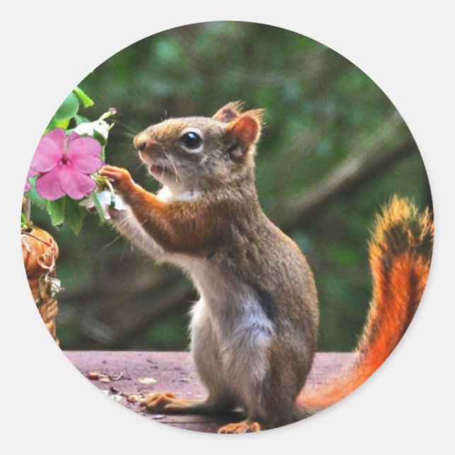 Rosh Hashanah Cards Geschenke Runder Aufkleber (Vorderseite)