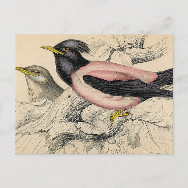 Rosie Bird Sketch Postkarte (Vorderseite)