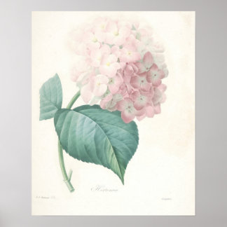 Rosige Hortensie Poster