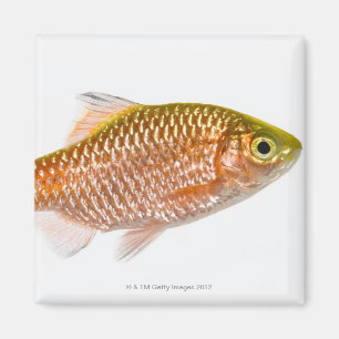 Rosige Widerhakenfische (Puntius conchonius) Magnet