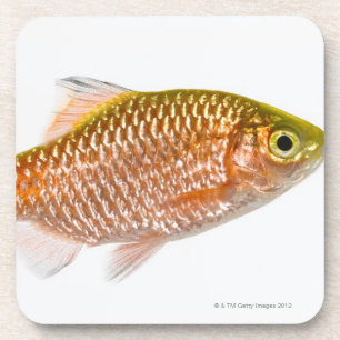 Rosige Widerhakenfische (Puntius conchonius) Untersetzer