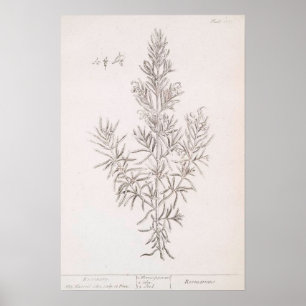 Rosmarin botanische Zeichnung Vintage-Kunst Poster