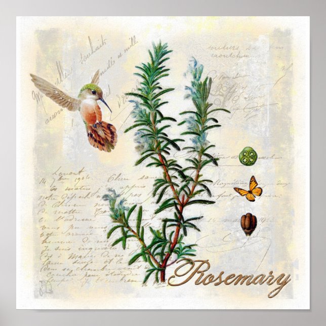 Rosmarin, Kräuter Hummingbird Botanische Kunst Pri Poster (Vorne)