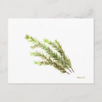 Rosmarin Kräuterkunst Aquarellmalerei