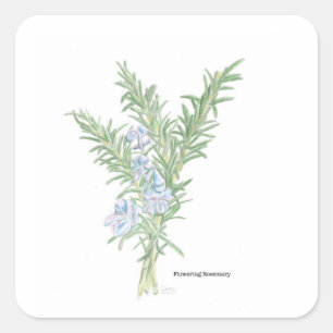 Rosmarin-Sticker Quadratischer Aufkleber