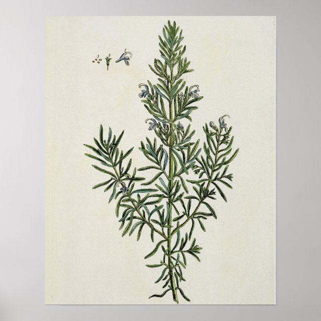 Rosmarinus Officinalis, von "A Curious Kräuteral", Poster (Vorne)