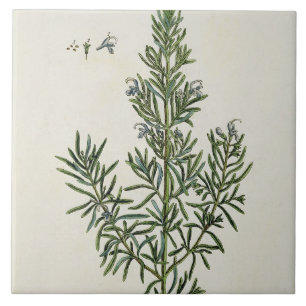Rosmarinus Officinalis, von "einem neugierigen Fliese