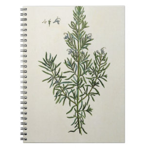 Rosmarinus Officinalis, von "einem neugierigen Notizblock