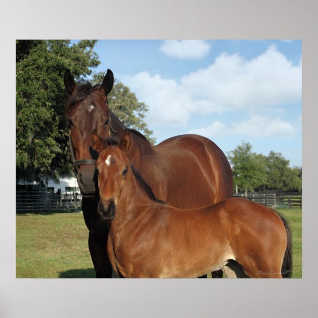 Ross Royale Print -24x20 -Klicken für kleinere Poster (Vorne)