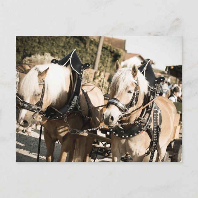 RÖSSER BEI HAAGER HERBSTFEST EINZUG POSTKARTE (Vorderseite)