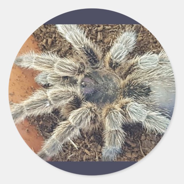 Rosshaaraufkleber Runder Aufkleber (Vorderseite)